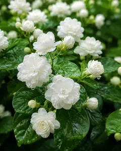 Buy 2+ Packs, Get 1 Free Zinnia, Best Value 3&5-Pack, 50 Non-GMO Aromatic Evergreen Jasmine Seeds, Purple or White Fragrant Flowers for Garden & Balcony Decor-Silver Jasmine Seeds Bonus Deal