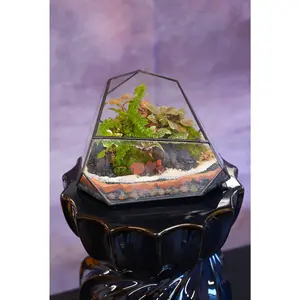 Equinox Terrarium