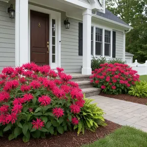 1000 Red Bee Balm Seeds – Monarda Didyma Perennial Flower – Non-GMO Heirloom Variety, Easy to Grow, Bright Scarlet Blooms for Garden Borders & Pollinator Landscaping
