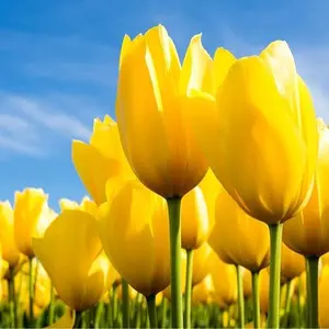 10 Novi Sun Yellow Tulip Bulbs - Brighten up Your Garden with Blooms In Brilliant Sunshine Yellow