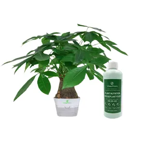 Money Tree Bonsai-5 Leaflets All-Round Fortune Plant, Bulbous Trunk & Long-Lasting Ornamental Value, Sturdy Branches for Desk & Home Decor (High Survival)
