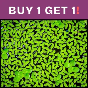 BUY 2 GET 1 FREE (100+!) Duckweed-Easy Live Aquarium Pond Aquatic Plant
