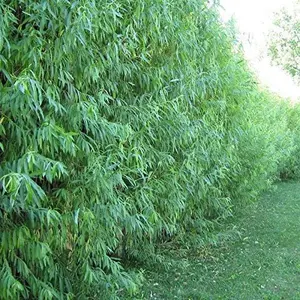 100 Hybrid Willow Tree Cuttings to Grow - Fastest Growing Trees in The World - Austree Grow 10 Ft/Yr - 50 Live Tree Plants