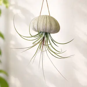 Hanging Urchin with Air Plant