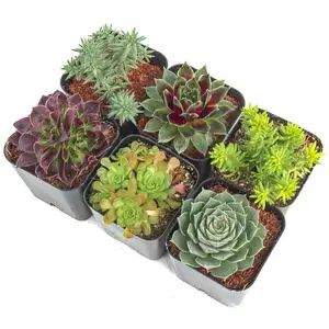 Outdoor Succulent Pack
