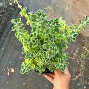 plectranthus Tomentosa 6 inch pot plant succulent