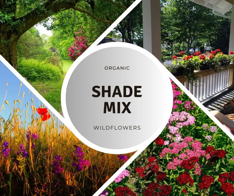 Wildflower ‘Partial Shade Mix’ – A diverse blend of shade-tolerant flowers, creating a lush, colorful habitat for pollinators in low-light garden spaces.