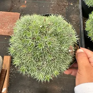 Deuterocohnia brevifolia 6 inch pot