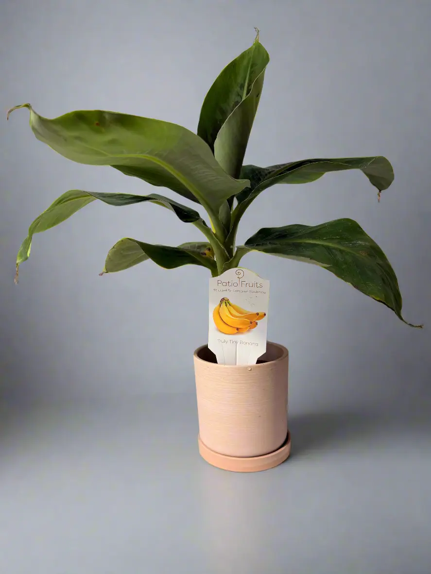 Dwarf Truly Tiny Banana Tree - Organically Grown Tropical House Plant, Decorative Edible Option for Home Garden, Small Potted Choice to Grow Fruit, Easy-Care Tree