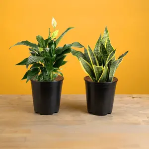 Peace Lily and Snake Plant Bundle | medium