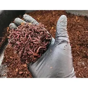 1 /2 lbs.  (approx. 500) Pure Red Wigglers Composting and Gardening Worms (EISENIA FETIDA)