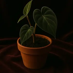 Live plant Philodendron Mican in 2in - 4in plant pot
