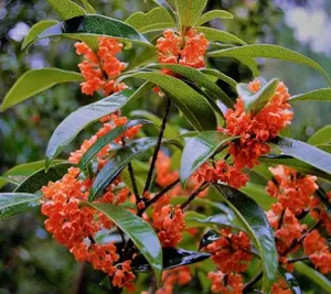 Red Flowering Fragrant Tea Olive ( osmanthus )