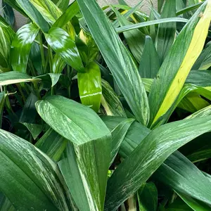 Epipremnum Amplissimum Variegated, Vibrant Tropical Plant for Home Garden Plant Care & Support, Vibrant Tropical Plants