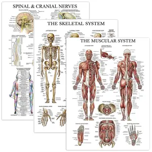 3-Piece Muscle Skeleton Spine Anatomy Poster Print Set, Human Anatomy Charts for Biology Study, Office Wall Artistic Decoration, Home Wall Art, Skeleton Design, Science 27x18 Inches