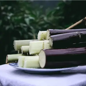 1000+ High-Sucrose Hybrid Sugarcane Seeds for Home Gardening, Low-Maintenance, Natural Sweetness, All-Seasons Growth, Ideal for Growing with Seedling Mix