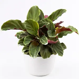 Calathea Calathea crocata – Eternal Flame 6 " Pot, Pet-Safe Houseplant with Unique -Green-Pink Leaves