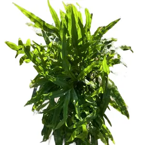 Kangaroo Paw Fern - 6 inch pot plant