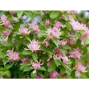 Hawkeye Honeysuckle, LIVE PLANT, flowering vine