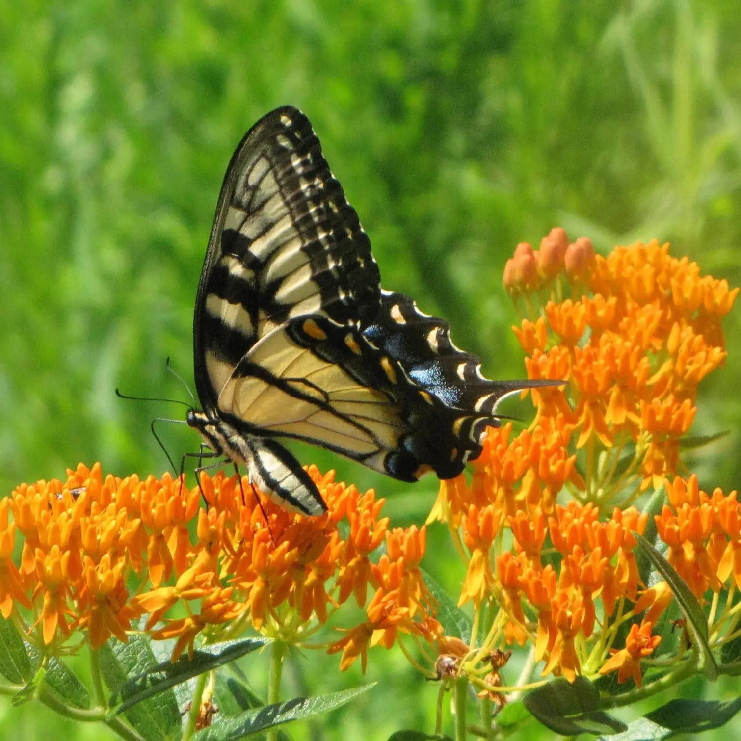 Organic Butterfly Milkweed Seeds (Asclepias tuberosa) – Bright Orange Blooms, Essential for Monarchs, Drought Tolerant, Native Perennial – 50+ Seeds