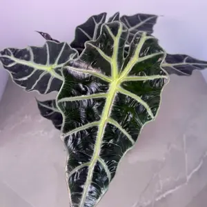 Alocasia African Mask 6” | Alocasia Polly | Tropical Houseplant