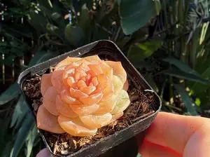 Echeveria 'White Sugar Heart' Single Head(around 3'')- Bare Root Succulents - Terra Tales