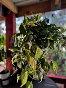 Philodendron Silver Stripe | 8 In. | House Plant | Decoration | Live Plant