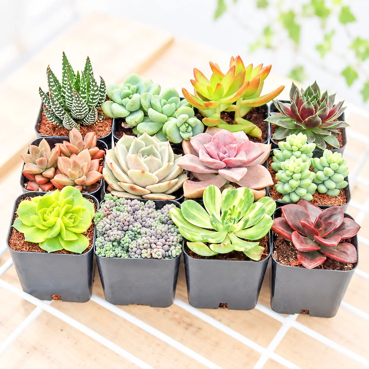 Assorted Succulent Pack (6-25-Pack) Assorted Succulent Pack (6-25-Pack)