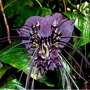 5 Black Bat Orchid Flower Seeds Tacca chantrieri RARE Tropical Garden Houseplant for Indoor Outdoor Use 36" Tall Perennial Plant