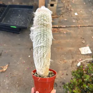 Old lady Cactus 3.25 inch pot