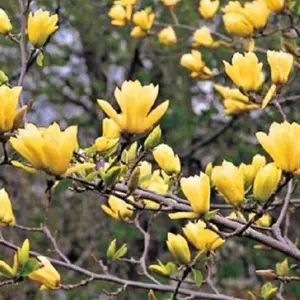 Green River 5 Butterfly Magnolia Seeds - Premium Magnolia Tree Seeds for Planting, Tulip-Like Spring Blooms, Zones 5–9, Full Sun to Part Shade, Elegant Landscape Focal Tree, Magnolia Flower Seeds, Premium Seed Pack for Gardeners