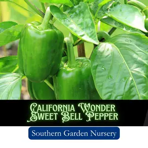 Sweet Bell Pepper Seeds, California Wonder Vegetable Seed, Green or Red Bell Peppers, Easy-to-Grow Non-GMO Heirloom Variety Fresh Garden Seed