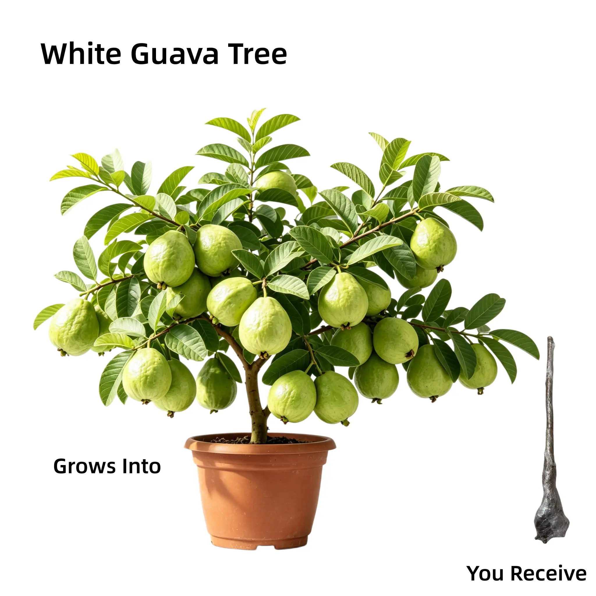 Live White Guava Tree 16-20 inches, Tropical Fruit Plant for Home Garden, Indoor/Outdoor Potted Tree