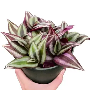 Tradescantia Nanouk - Pink Wandering Jew - Live Trailing Plant in 4" Pot