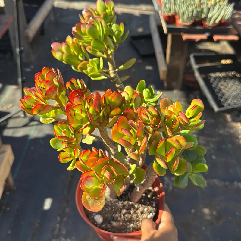 Jade Crosby 6 inch pot