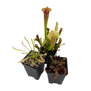 Outdoor Beginner Carnivorous Plant Collection