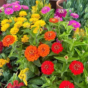 200 Pcs Zinnia ‘Short Stuff’ Seeds – Dwarf Zinnias for Containers, Borders & Full Sun Gardens