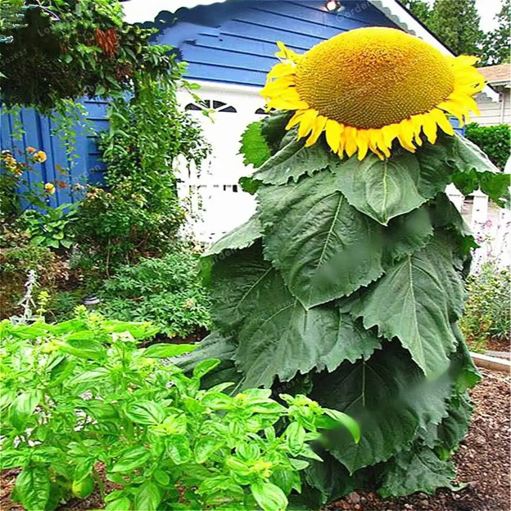 Mongolian Giant Tall Sunflower Seeds for Planting