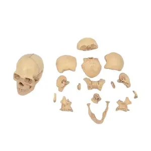 Detachable Skull Model: 15 Parts, 1/2 Natural Size (PNT-1158)