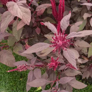 Round Form Red Amaranth Heirloom Seeds (Rau Den Bhaji), 2 Pack x 2500 Seeds, Full Sun Nutrient-Rich Variety, Easy to Grow All Seasons, Extends Growing Season, for Home Gardening Garden-Fresh Salad Homemade Stir-Fry or Soup