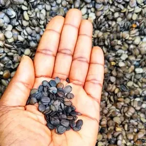 Dried iru woro (5oz) Traditional locust beans Flavor