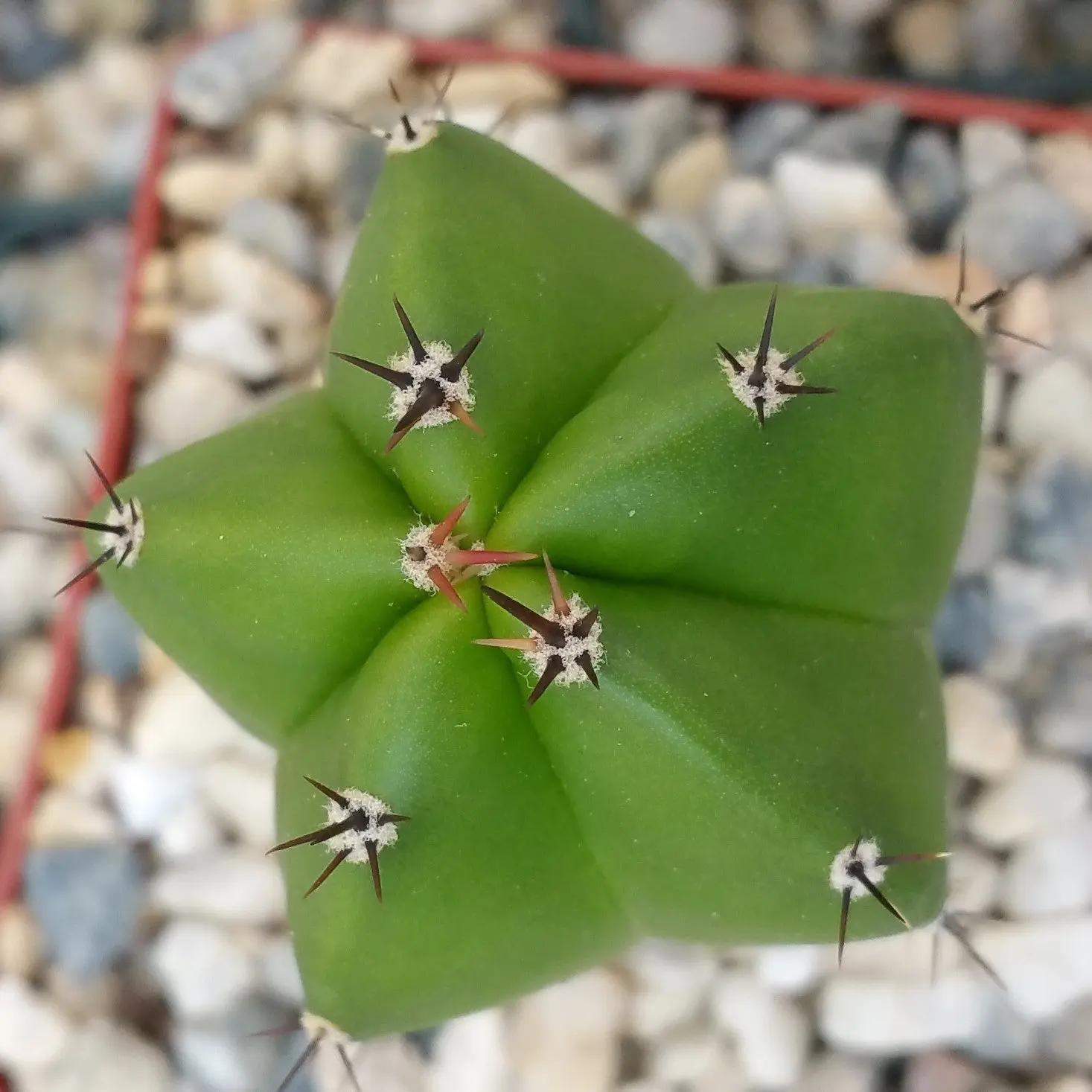 Polaskia chichipe