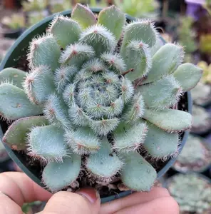 Live Echeveria Setosa Mexican Firecracker Plant - Variegated Echeveria Setosa Mexican Firecracker - Exotic Succulent Plant - Fuzzy Plant - 4 Inch Pot