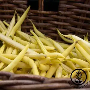 Bean Seeds - Bush - Gold Rush Wax