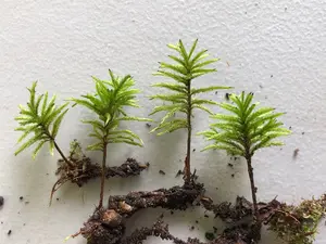 Tree Moss/American Tree Moss/ Climacium Dendroides
