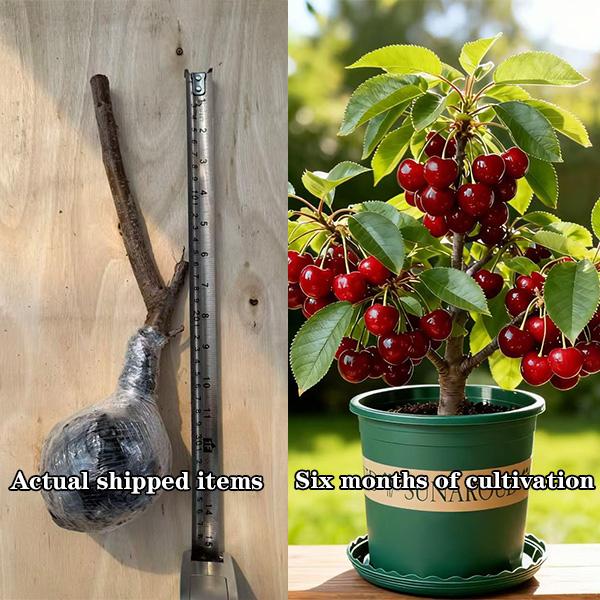 Cherry Live Plant Seedlings Hardy Compact Fruit Tree Starter Plants for Outdoor Garden Planting Patio Container Growing and Home Orchard Expansion 17-19 Inches Tall Fruiting Potential