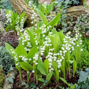 800 White Lily of the Valley Seeds, Fragrant Perennial Flower Seeds, Easy-to-Grow Hardy Plant Seeds for Garden and Balcony Pots Easily Grow