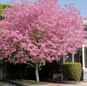 LIVE PLANT 3ft Tabebuia heterophylla-  Pink manjack - Trumpet tree - White cedar