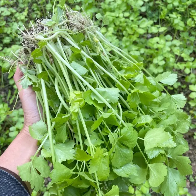 celery companion plant - TikTok Shop