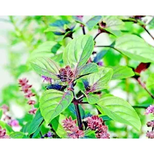 600+ CINNAMON BASIL SEEDS SPRING HERB PERENNIAL HEIRLOOM INSECT BUG REPELLENT US